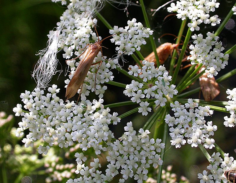 Image of Sium suave specimen.