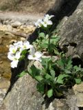 Arabis caucasica. Цветущее растение на скале. Крым, окр. Ялты, сосновый лес. 29 апреля 2011 г.