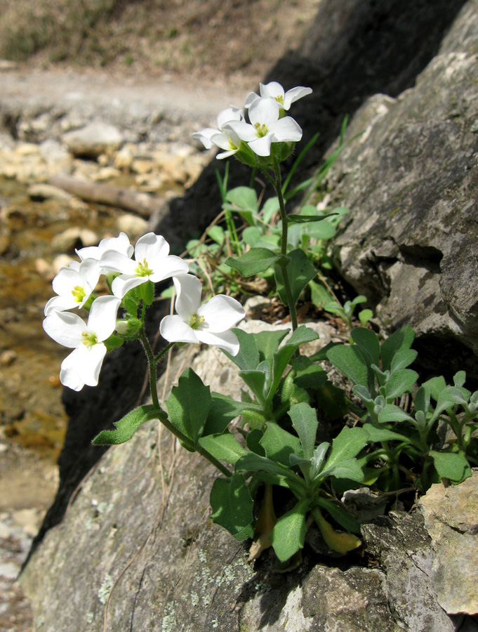 Image of Arabis caucasica specimen.