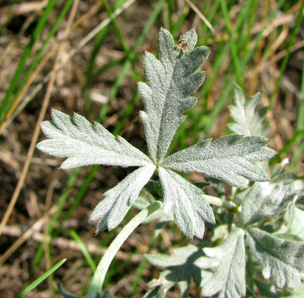 Изображение особи Potentilla impolita.