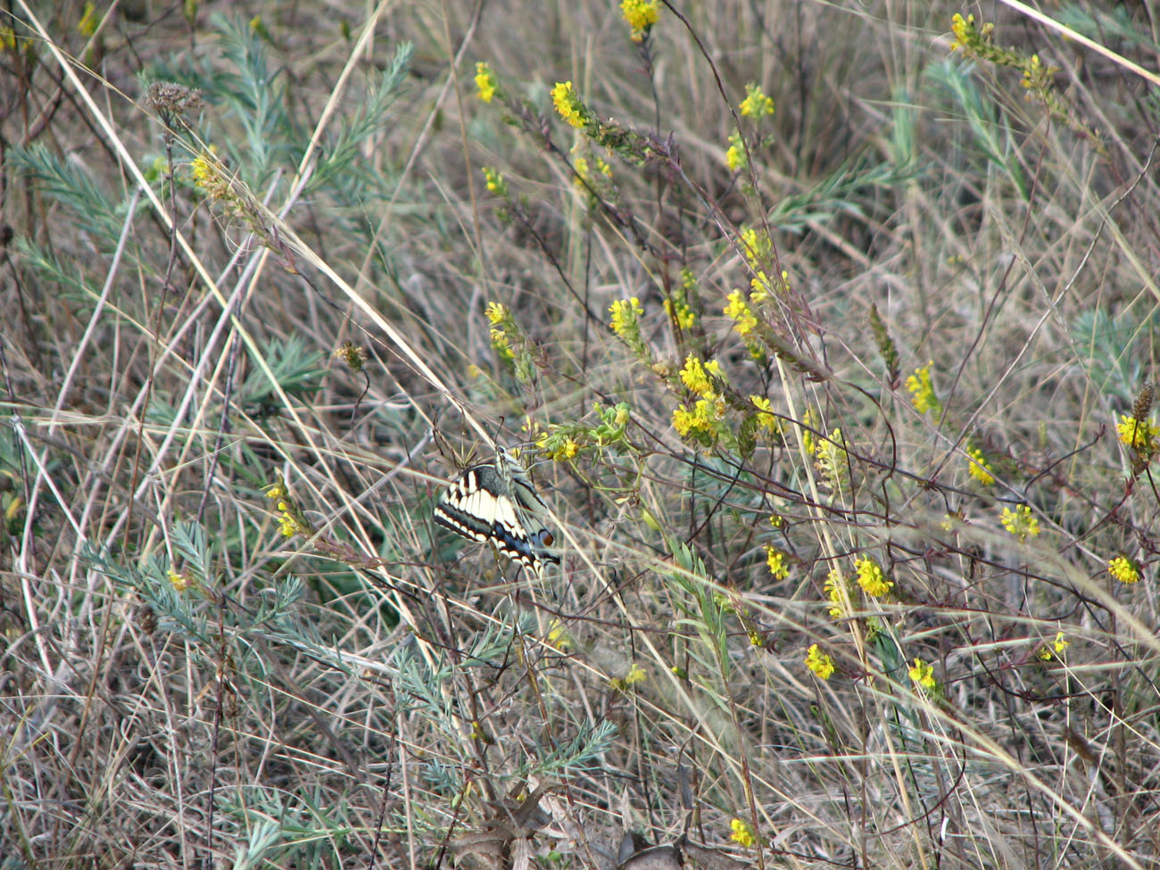 Image of Orthanthella lutea specimen.