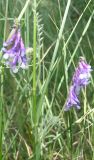 Vicia villosa. Соцветия. Украина, Днепропетровск. 04.06.2008.