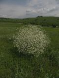 Crambe cordifolia