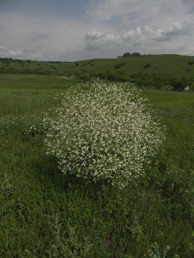 Изображение особи Crambe cordifolia.