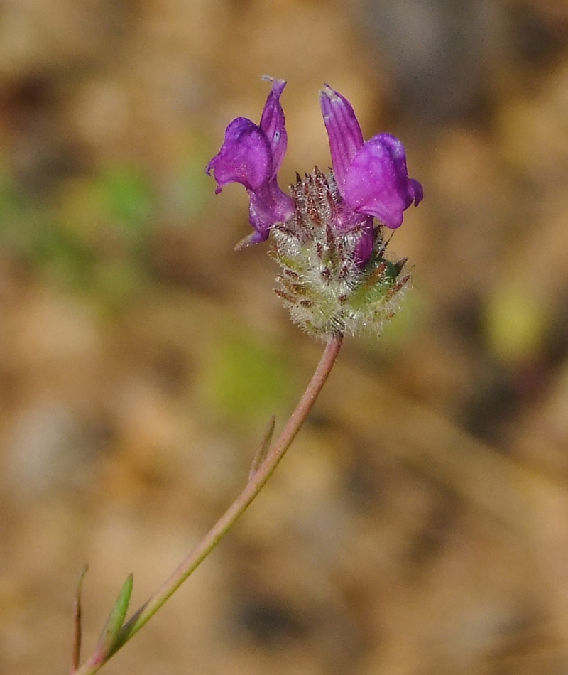 Изображение особи Linaria joppensis.