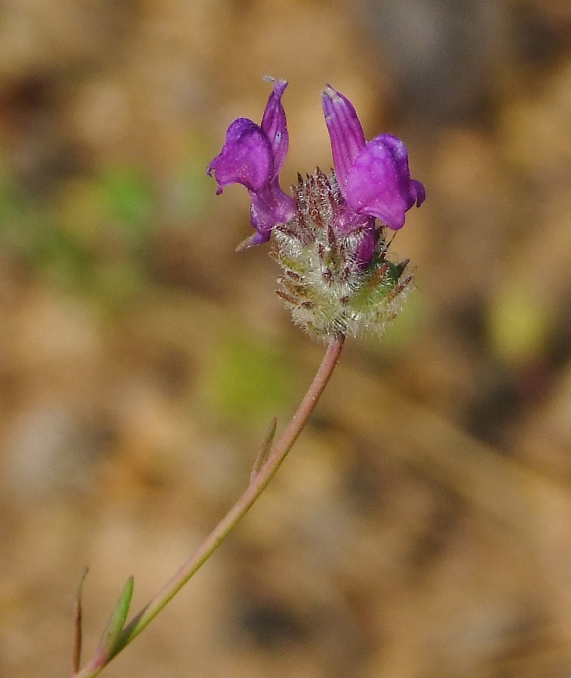 Image of Linaria joppensis specimen.