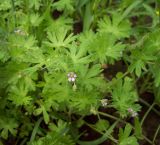Geranium pusillum. Верхушка растения с цветами и бутонами. Курская обл., Железногорский р-н, пос. Каменец, дачи Жуковец. 13 июля 2007 г.