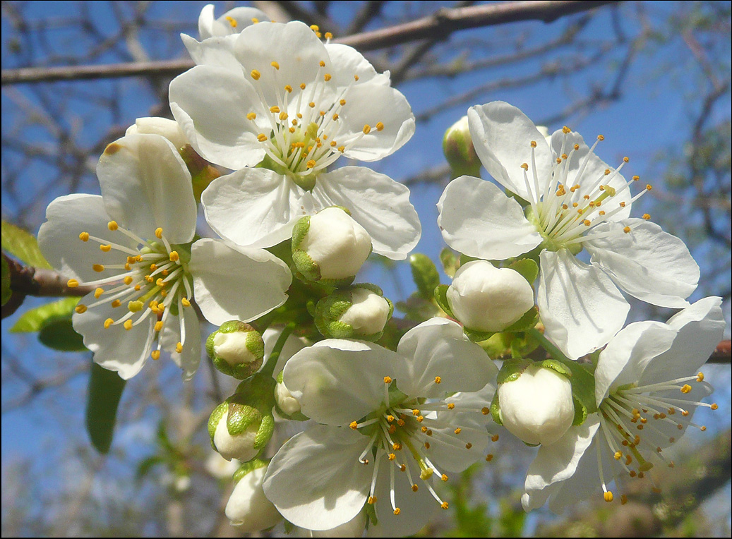 Изображение особи Cerasus vulgaris.