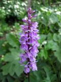 Dactylorhiza fuchsii. Соцветие. Украина, Ивано-Франковская обл., Надворнянский р-н, с. Максимец, под деревьями. 20 июня 2011 г.