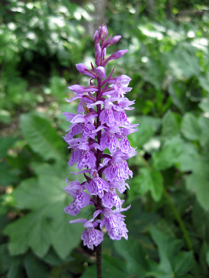 Image of Dactylorhiza fuchsii specimen.