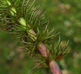 Carum verticillatum. Часть листа. Испания, Страна Басков, Арратия, горный перевал Барасар, ключевое болото Сальдропо. 8 мая 2012 г.