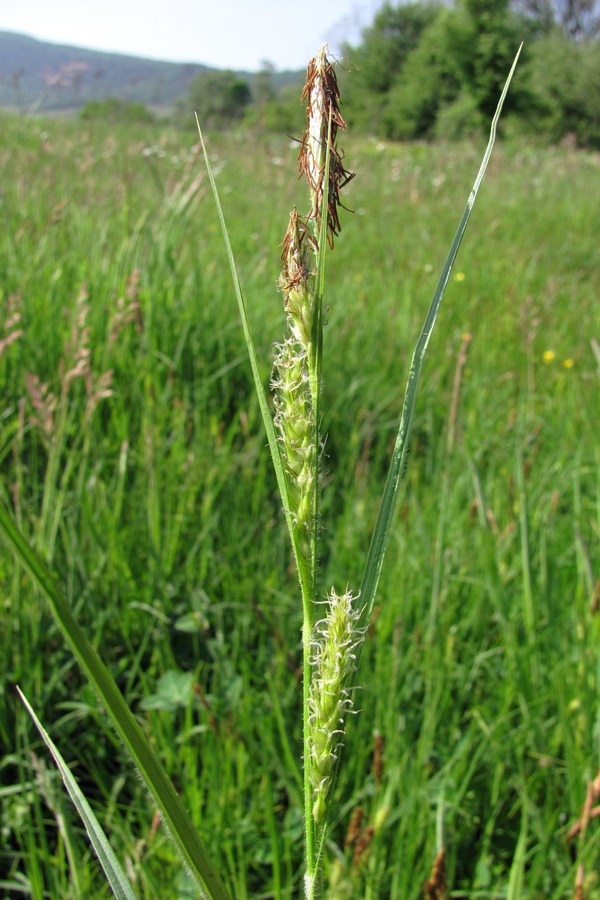 Image of Carex hirta specimen.