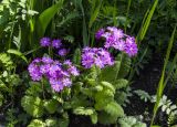 Primula cortusoides