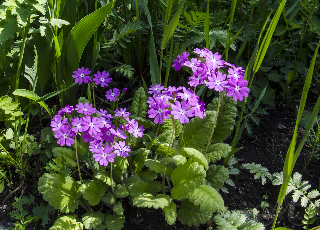 Изображение особи Primula cortusoides.