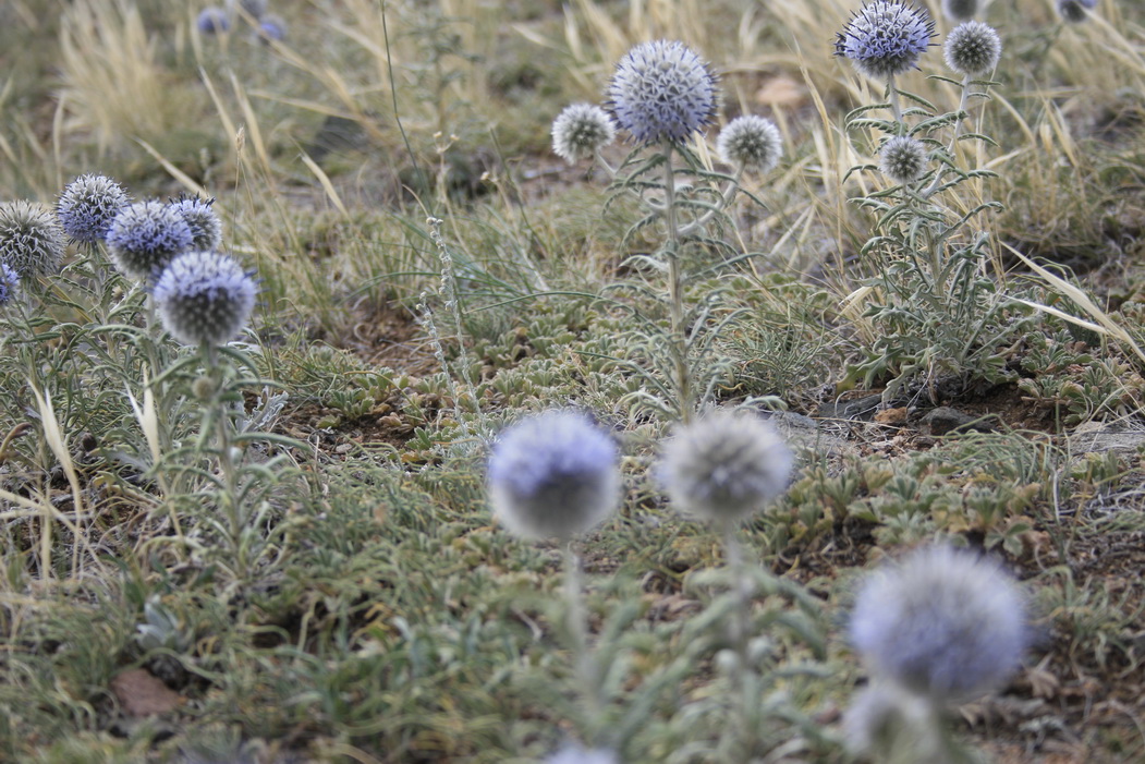 Изображение особи Echinops humilis.