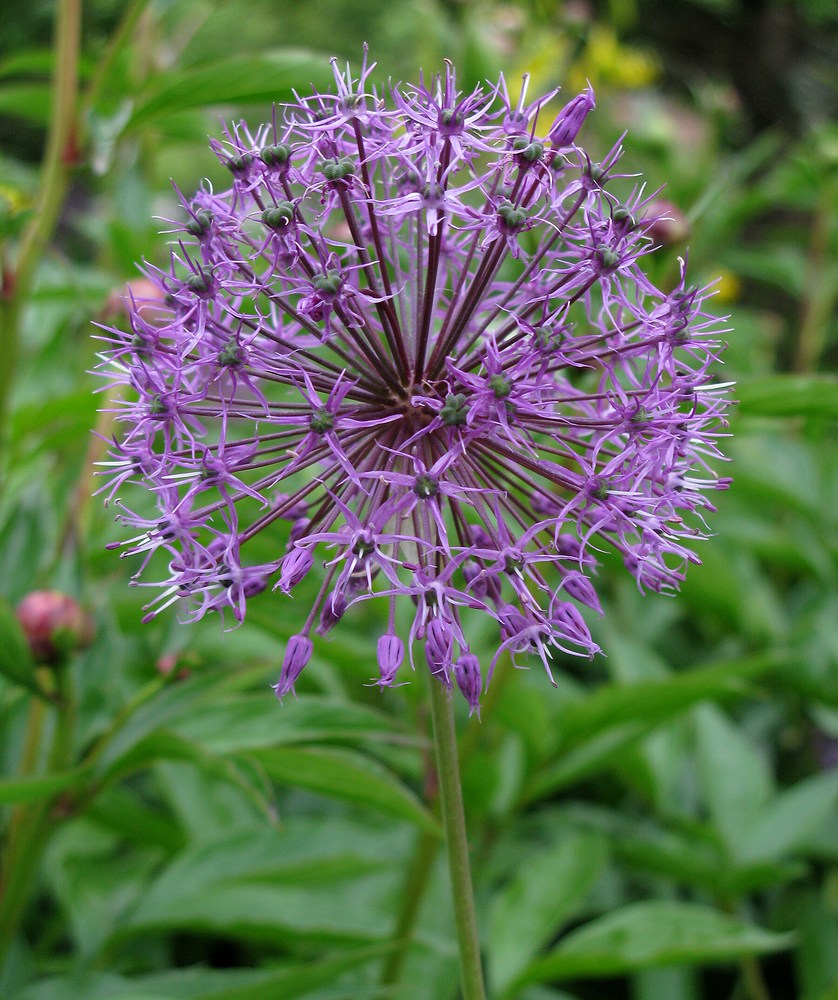 Изображение особи Allium rosenorum.