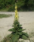 Verbascum phlomoides. Цветущее растние. Черноморское побережье Кавказа, щель Прасковеевская, обочина дороги в ущелье. 10.06.2012.