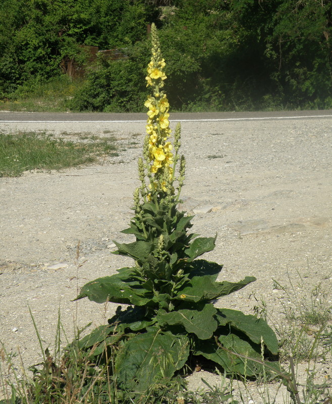 Image of Verbascum phlomoides specimen.