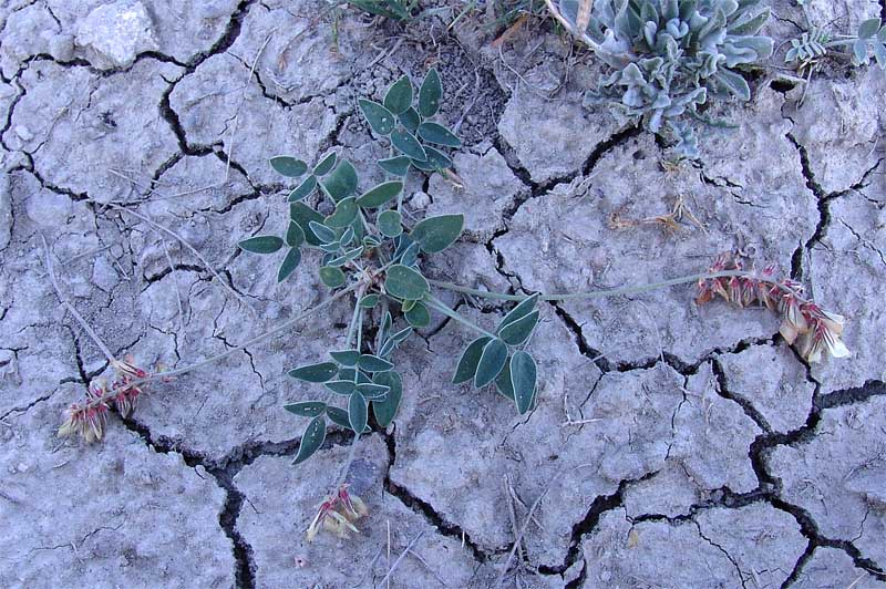 Изображение особи Hedysarum daghestanicum.