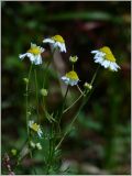 Matricaria recutita