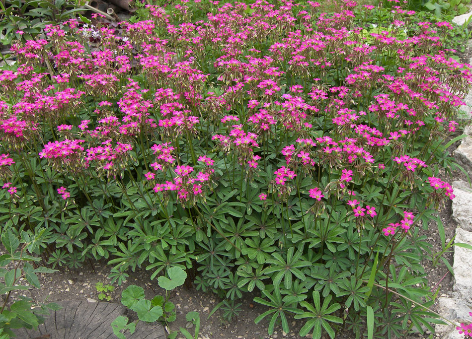 Изображение особи Oxalis lasiandra.