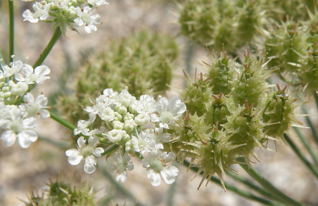 Изображение особи Astrodaucus littoralis.