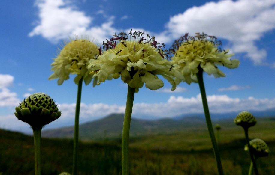 Image of Cephalaria gigantea specimen.