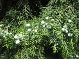Juniperus excelsa. Веточки с шишкоягодами. Австрия, Вена, Дворцовый парк Бурггартен. 17.06.2012.