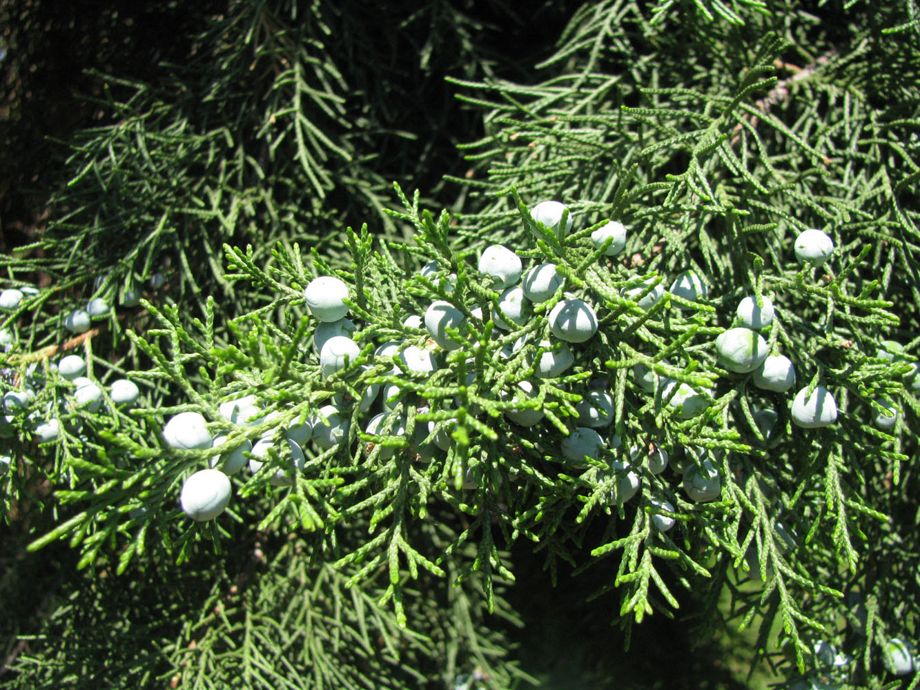 Изображение особи Juniperus excelsa.