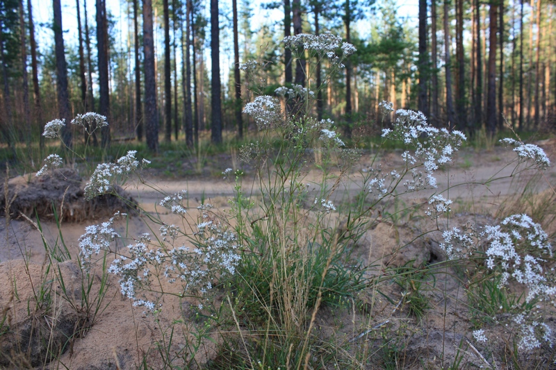 Image of Gypsophila fastigiata specimen.