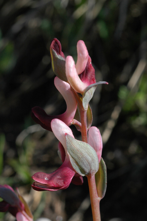 Изображение особи Corydalis ledebouriana.