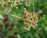 Thyselium palustre. Соплодие с незрелыми плодами. Украина, Волынская обл., Ратновский р-н, с. Пески-Речицкие, берег р. Припять возле оз. Стрибуж, опушка ольшаника. 26 июля 2012 г.