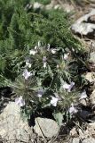 Phlomoides boraldaica