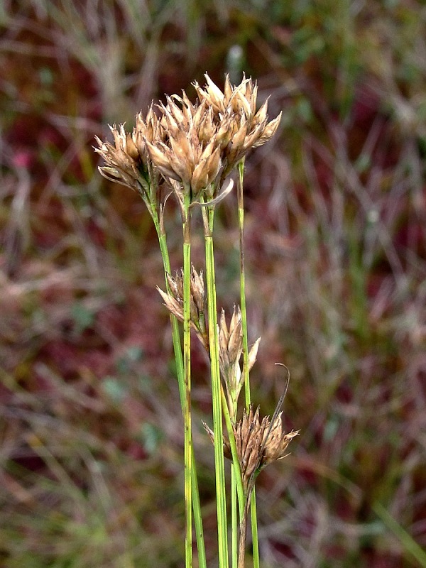 Image of Rhynchospora alba specimen.