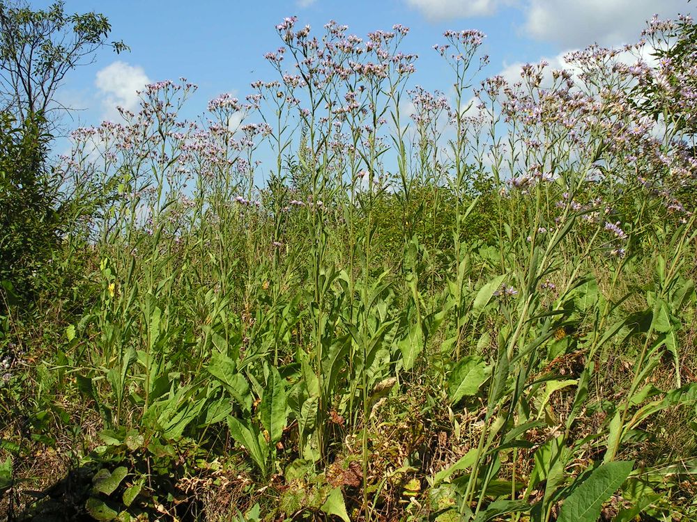 Изображение особи Aster tataricus.