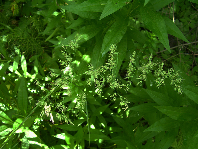 Изображение особи Calamagrostis epigeios.