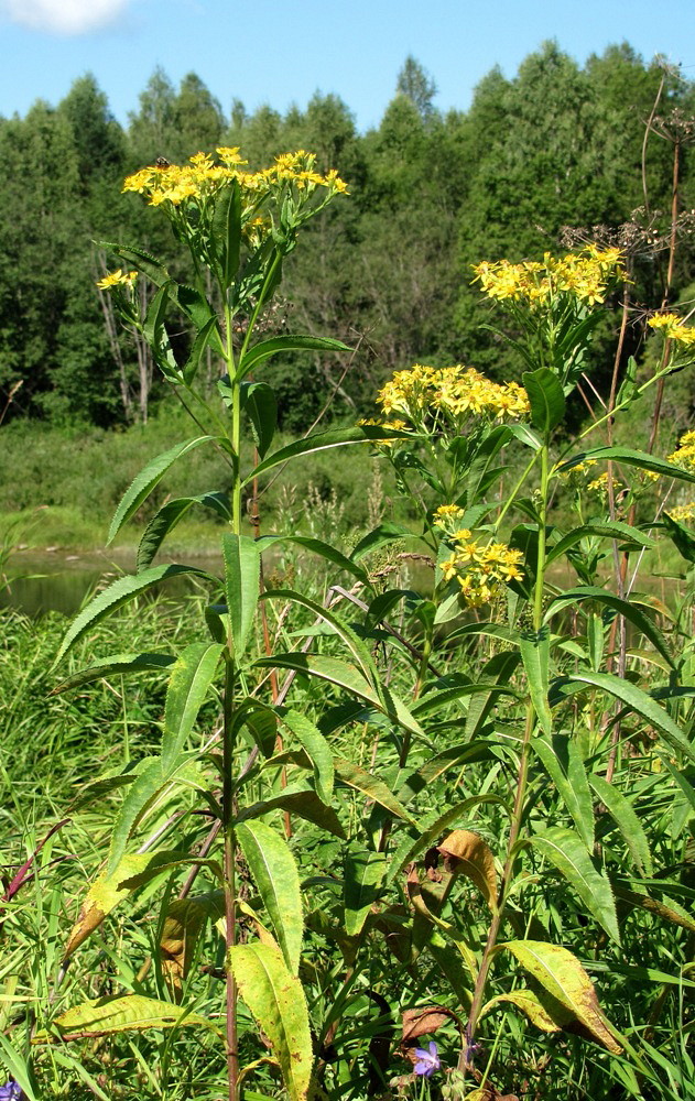 Image of Senecio sarracenicus specimen.