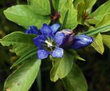 Gentiana pneumonanthe