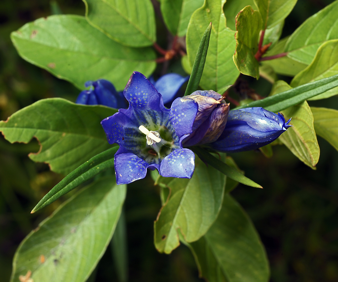 Изображение особи Gentiana pneumonanthe.