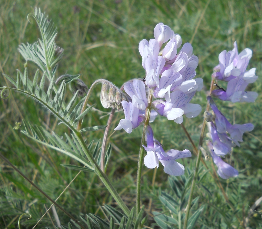 Изображение особи Vicia nissoliana ssp. sojuchica.