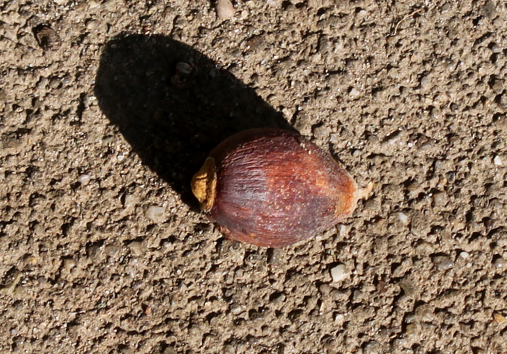 Image of Quercus pontica specimen.