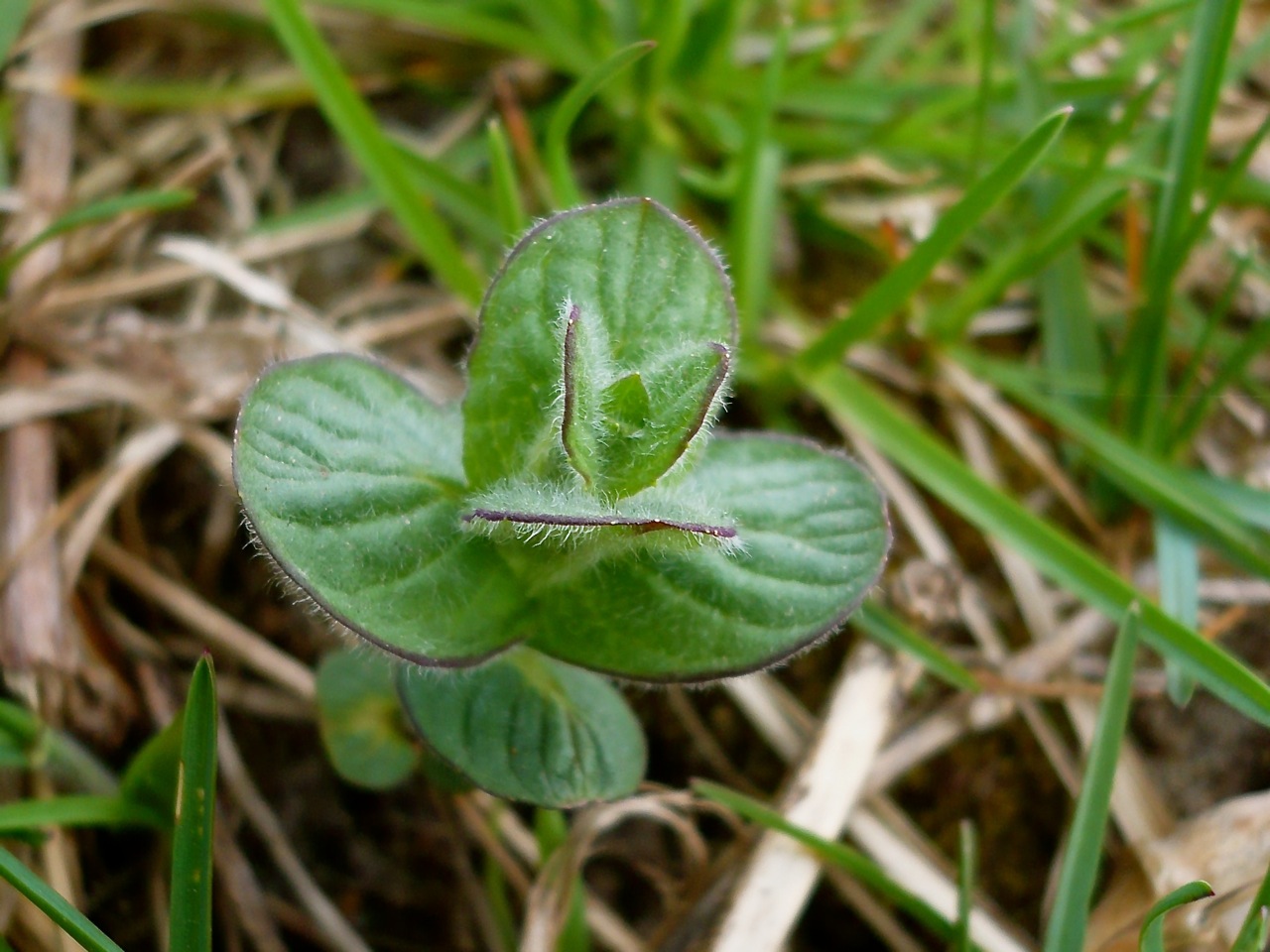 Изображение особи Mentha longifolia.