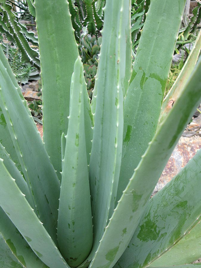 Изображение особи Aloe vera.