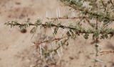 Vachellia tortilis