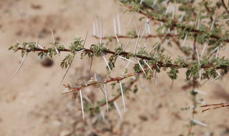 Изображение особи Vachellia tortilis.