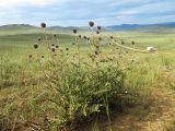 Echinops davuricus