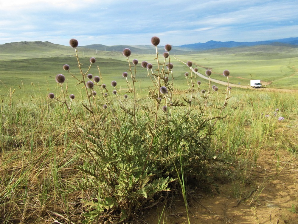 Изображение особи Echinops davuricus.