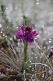 Anacamptis morio ssp. caucasica