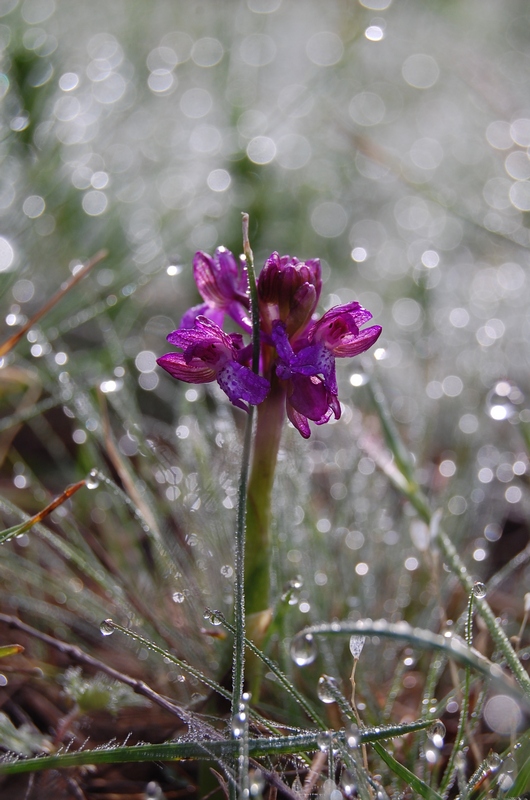 Изображение особи Anacamptis morio ssp. caucasica.