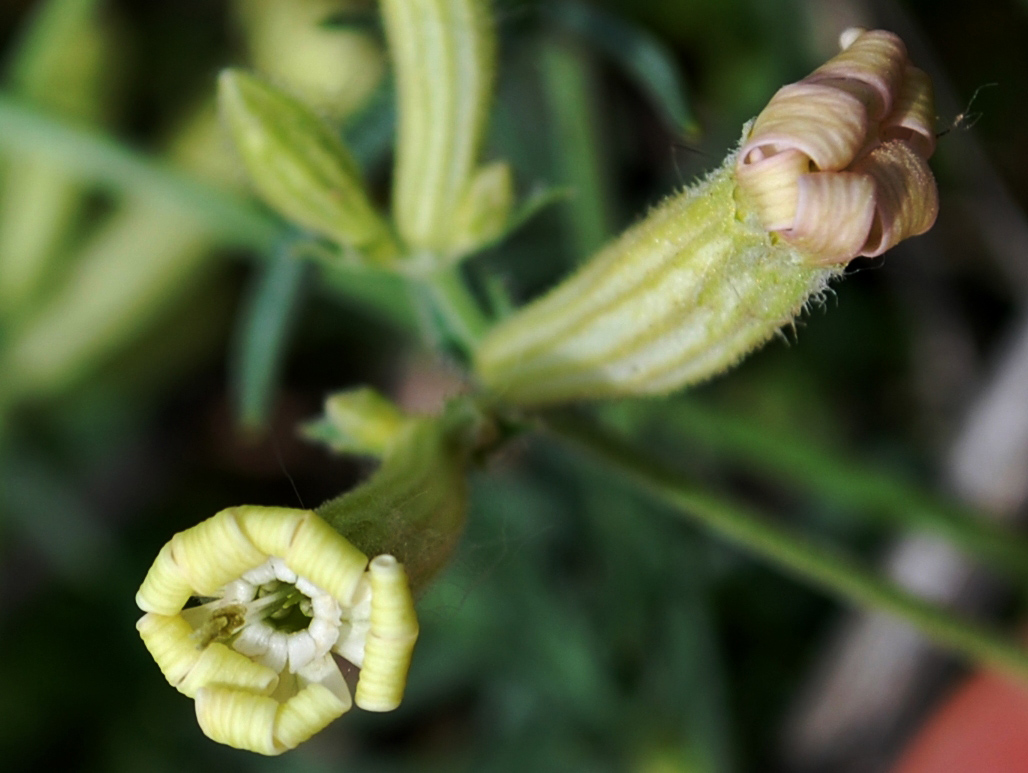 Image of Silene brahuica specimen.